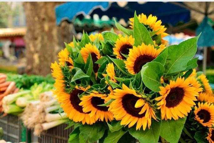 Gite Des Tournesols Oradour-Fanais Extérieur photo